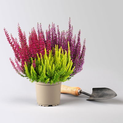 Calluna 'Beauty Ladies® Milca-Trio', lila-rot-gelb, Topf-Ø 11 cm, 6 Pflanzen Calluna 'Beauty Ladies® Milca-Trio', lila-rot-gelb, Topf-Ø 11 cm, 6 Pflanzen