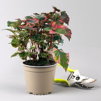 Houttuynia cordata, panaschiert, Topf-Ø 13 cm, 6 Stück