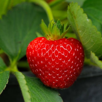 Bio Erdbeere Hummi® 'Süße Brumme', Topf 11x11 cm, 3 Pflanzen Bio Erdbeere Hummi® 'Süße Brumme', Topf 11x11 cm, 3 Pflanzen