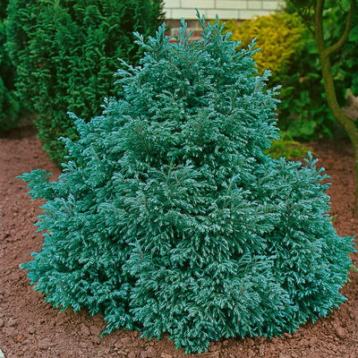 Kleine Silberzypresse 'Boulevard' Kleine Silberzypresse 'Boulevard'