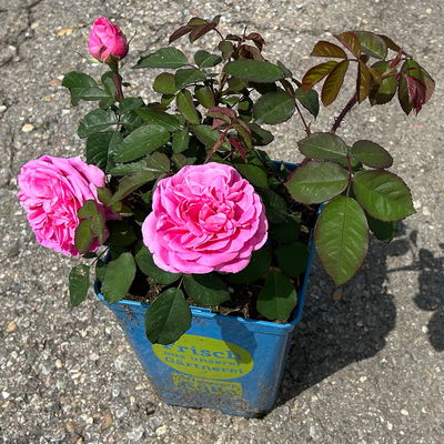 Englische Rose 'Gertrude Jekyll' (Ausbord) David Austin, rosa, Topf 5 Liter