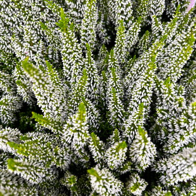 Calluna 'First Ladies®', weiß, Topf-Ø 11 cm, 6 Pflanzen Calluna 'First Ladies®', weiß, Topf-Ø 11 cm, 6 Pflanzen