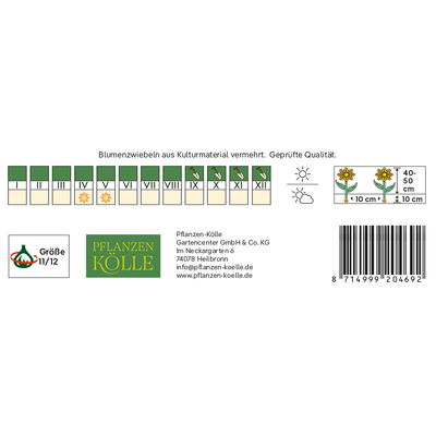 Kölles Beste Triumph-Tulpe 'Negrita®',  lila, 7 Blumenzwiebeln