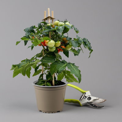Tomatenpflanzen 'Snacker', Topf-Ø 14 cm, 2 Pflanzen