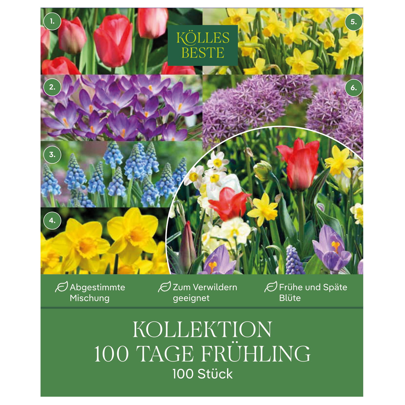 Kölles Beste Kollektion '100 Tage Frühling', 100 Blumenzwiebeln Kölles Beste Kollektion '100 Tage Frühling', 100 Blumenzwiebeln