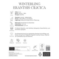 Kölles Beste Winterlinge (Eranthis Cilicica) gelb, 40 Stück Kölles Beste Winterlinge (Eranthis Cilicica) gelb, 40 Stück