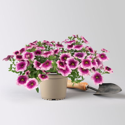 Zauberglöckchen 'Frozen Berry', rosa-pink, Topf-Ø 13 cm, 6 Pflanzen