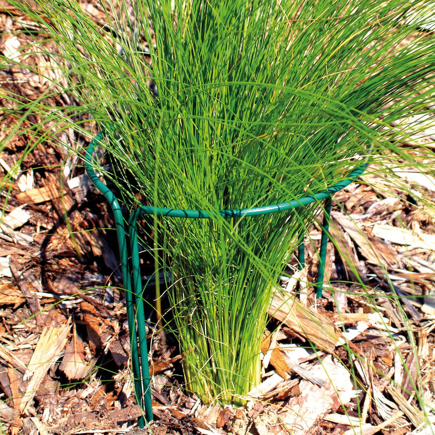 Topfpflanzen Stütze, 2er-Set, grün, H25 x B13 cm