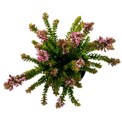Besenheide SKYLINE®, Mischung zufällig, Topf-Ø 6,5 cm, 12 Pflanzen Besenheide SKYLINE®, Mischung zufällig, Topf-Ø 6,5 cm, 12 Pflanzen
