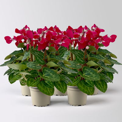 Alpenveilchen Mini, rot, schirmartig, Topf-Ø 6 cm, 5 Pflanzen Alpenveilchen Mini, rot, schirmartig, Topf-Ø 6 cm, 5 Pflanzen