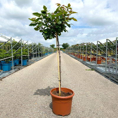 Stammrose 'Augusta Luise®', Edelrose, Stammhöhe 60cm im 7,5 Liter Topf