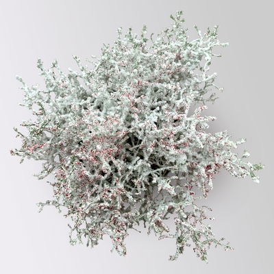 Calocephalus, winterweiß, rot geglittert, Topf-Ø 12 cm, 6 Pflanzen