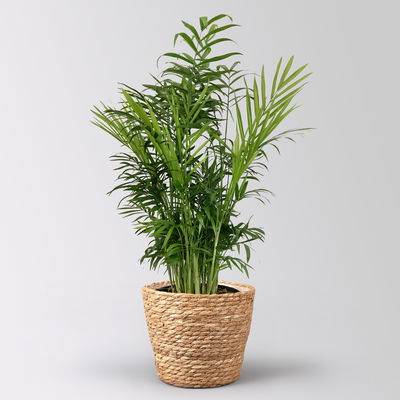 Bergpalme in Korb Osaka, Topf-Ø 17 cm, Höhe ca. 60 cm Bergpalme in Korb Osaka, Topf-Ø 17 cm, Höhe ca. 60 cm