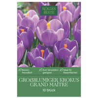 XXL Großblumige Krokusse Grand Maitre lila, 10 Blumenzwiebeln