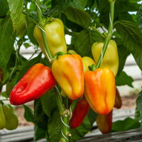 Bio Paprika 'Albaregia', Topf-Ø 12 cm, 3 Pflanzen