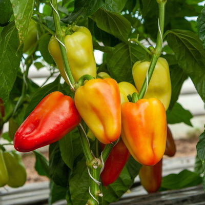 Bio Paprika 'Albaregia', Topf-Ø 12 cm, 3 Pflanzen