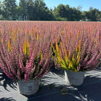 Calluna 'Beauty Ladies® Symphony', rot-orange, Topf-Ø 12 cm, 3 Pflanzen