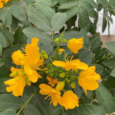 Gewürzrinde, gelb, Stamm, Topf-Ø 33, Höhe ca. 150 cm