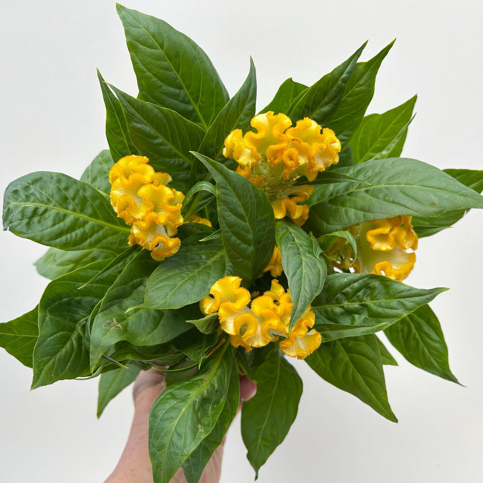 Celosia 'Tasty Twist Mix', Farben zufällig, Topf-Ø 12 cm, 6 Pflanzen Celosia 'Tasty Twist Mix', Farben zufällig, Topf-Ø 12 cm, 6 Pflanzen