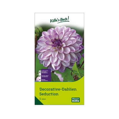 Kölles Beste Decorative Dahlie 'Seduction' rosa/weiß, 1 Blumenknolle
