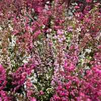Glockenheide 'Trio' rot-rosa-weiß, Topf-Ø 12cm, 6 Pflanzen Glockenheide 'Trio' rot-rosa-weiß, Topf-Ø 12cm, 6 Pflanzen