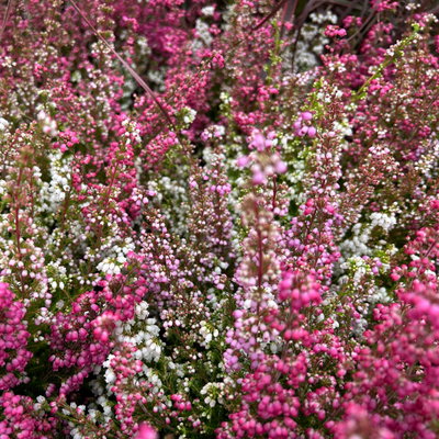 Glockenheide 'Trio' rot-rosa-weiß, Topf-Ø 12cm, 6 Pflanzen Glockenheide 'Trio' rot-rosa-weiß, Topf-Ø 12cm, 6 Pflanzen