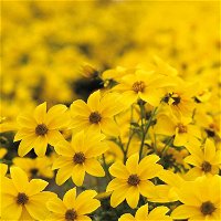 gemischte Sommerblumen-Ampel, gelb, Ampeltopf 25/27 cm Ø