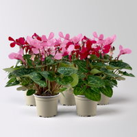 Alpenveilchen Mini, rot und rosa, schirmartig, Topf-Ø 6 cm, 5 Pflanzen Alpenveilchen Mini, rot und rosa, schirmartig, Topf-Ø 6 cm, 5 Pflanzen
