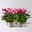 Alpenveilchen Mini, rot und rosa, schirmartig, Topf-Ø 6 cm, 5 Pflanzen Alpenveilchen Mini, rot und rosa, schirmartig, Topf-Ø 6 cm, 5 Pflanzen