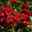 Zwergrose 'Alberich', rot, halbgefüllte Blüten, Topf 3 Liter