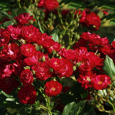 Zwergrose 'Alberich', rot, halbgefüllte Blüten, Topf 3 Liter, 4 Pflanzen Zwergrose 'Alberich', rot, halbgefüllte Blüten, Topf 3 Liter, 4 Pflanzen