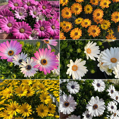 Kapkörbchen, Farbe zufällig, Topf-Ø 14 cm, 4 Pflanzen Kapkörbchen, Farbe zufällig, Topf-Ø 14 cm, 4 Pflanzen