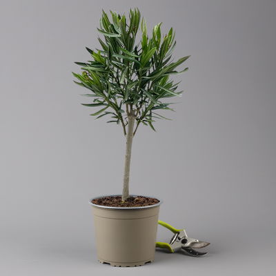 Oleander, Farbe zufällig, Stamm, Topf-Ø 18 cm, Höhe ca. 50