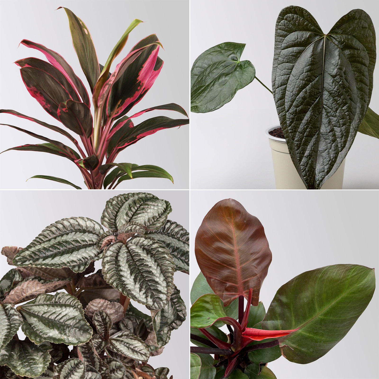 Grünpflanzen-Set Urban Jungle, dunkellaubig, Topf-Ø 12 cm, 4 Pflanzen