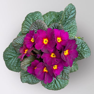 Primel 'Obsidian', lila, Topf-Ø 12 cm, 6 Pflanzen Primel 'Obsidian', lila, Topf-Ø 12 cm, 6 Pflanzen