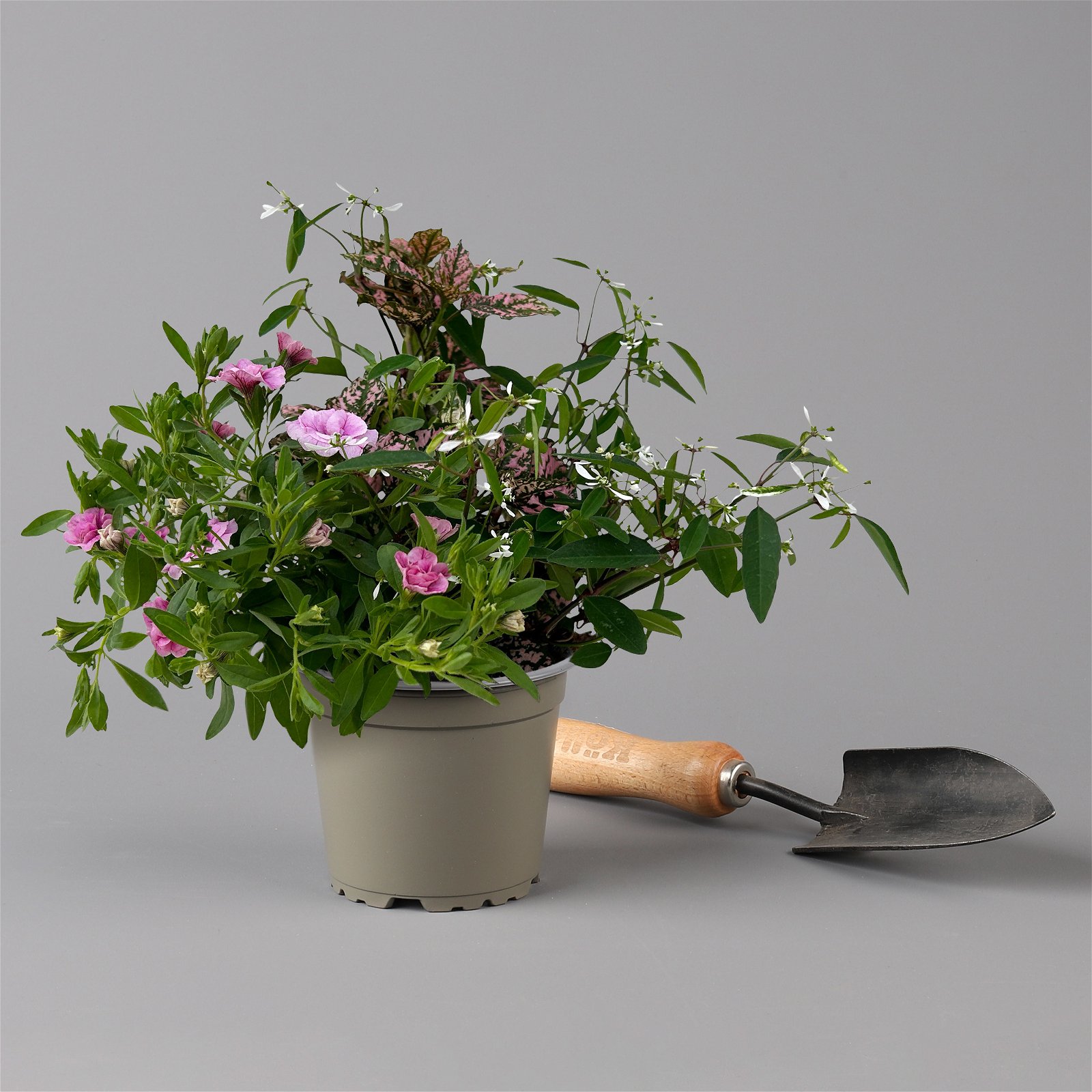 Balkonpflanzen-Trio rosa-weiß, Topf-Ø 12/13 cm, 3er-Set