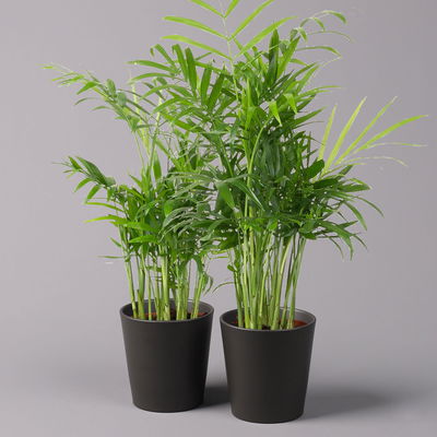 Bergpalme mit Keramiktopf anthrazit, Topf-Ø 12 cm, Höhe ca. 30 cm, 2er-Set