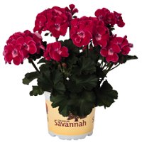 Geranie 'Savannah® TexMex Ruby' rot-weiß, stehend, Topf-Ø 13 cm, 6er-Set