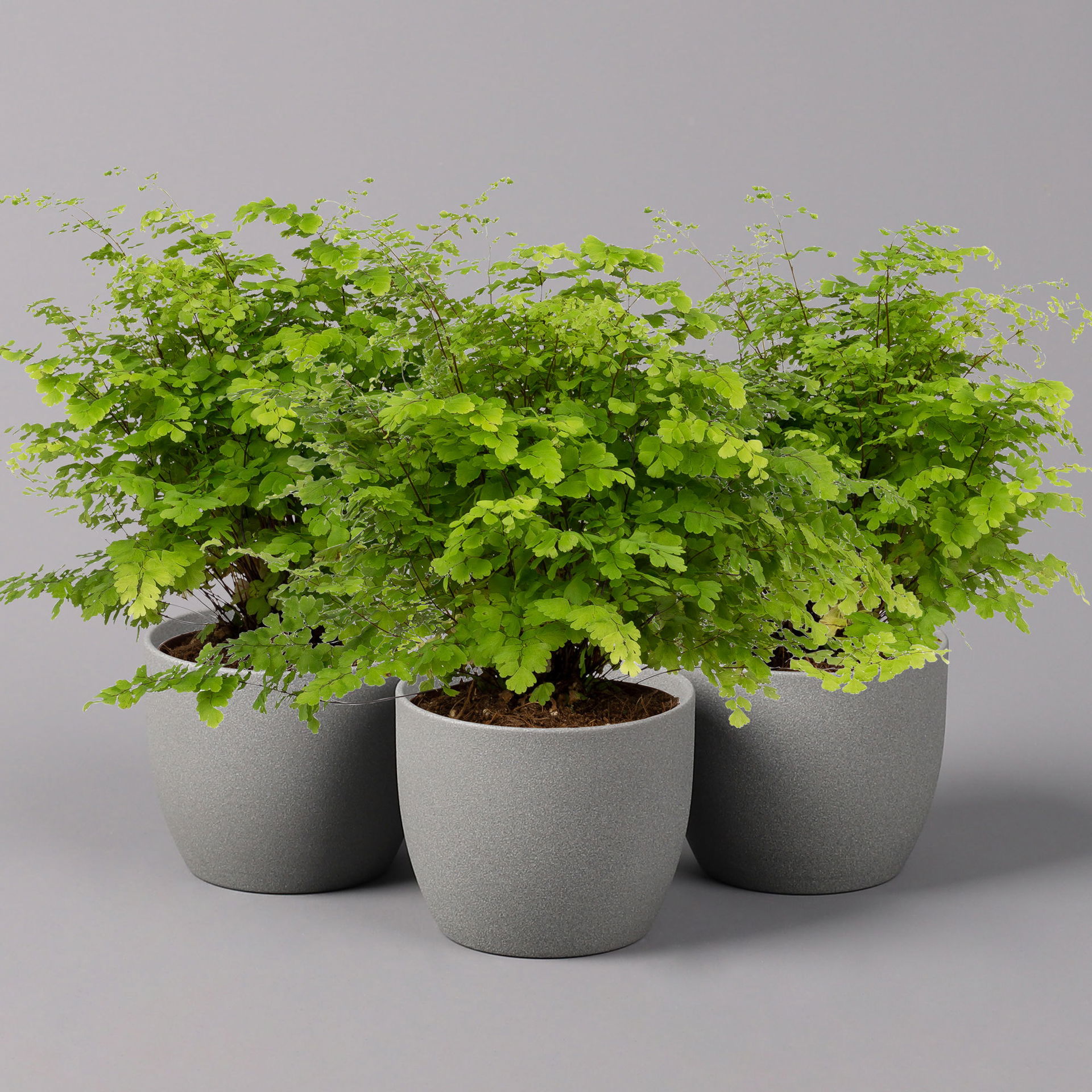 Frauenhaarfarn 'Fritz Lüthi', TopfØ 12 cm, Höhe ca. 23 cm, 3erSet kaufen