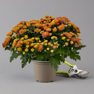 Chrysanthemen, orange, Topf-Ø 14 cm, 4 Pflanzen Chrysanthemen, orange, Topf-Ø 14 cm, 4 Pflanzen