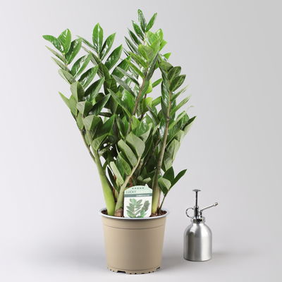 Glücksfeder in Keramiktopf Dallas, Topf-Ø 17 cm, Höhe ca. 30-50 cm