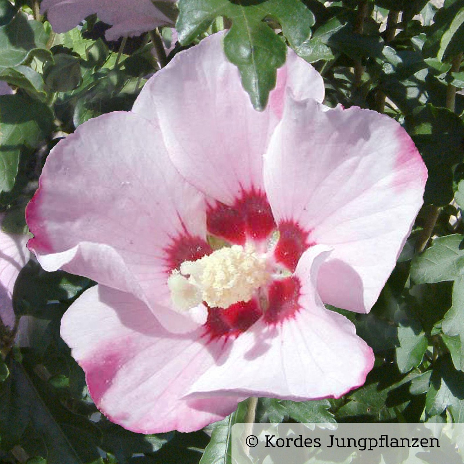 Kölle Garten-Hibiskus, Hibiscus syriacus 'Mathilda', zartrosa, 40-60 cm hoch, Topf 5 l