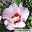Kölle Garten-Hibiskus, Hibiscus syriacus 'Mathilda', zartrosa, 40-60 cm hoch, Topf 5 l
