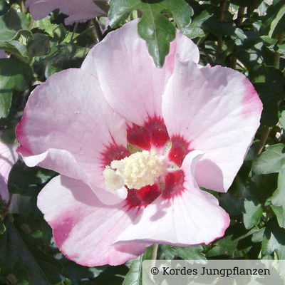 Garten-Hibiskus, Hibiscus syriacus 'Mathilda', zartrosa, Topf 5 Liter Garten-Hibiskus, Hibiscus syriacus 'Mathilda', zartrosa, Topf 5 Liter