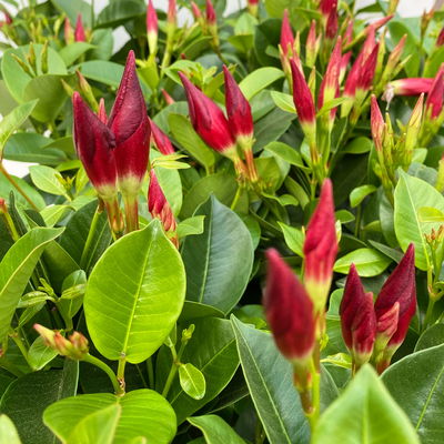 Dipladenie 'Qdeville®', rot, buschartig, Topf-Ø 12 cm, 3 Pflanzen Dipladenie 'Qdeville®', rot, buschartig, Topf-Ø 12 cm, 3 Pflanzen