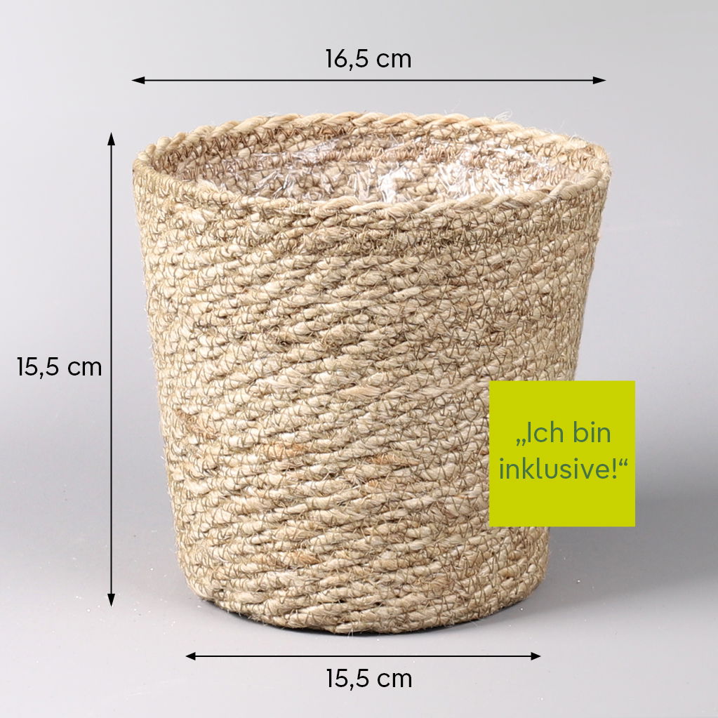 Schusterpalme,  Topf-Ø 14 cm, Höhe ca. 50 cm, inkl. Korb Nature