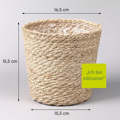 Schusterpalme,  Topf-Ø 14 cm, Höhe ca. 50 cm, inkl. Korb Nature