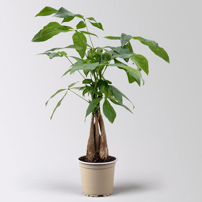 Glückskastanie, Topf-Ø 12 cm, Höhe ca. 45 cm, 2 Pflanzen Glückskastanie, Topf-Ø 12 cm, Höhe ca. 45 cm, 2 Pflanzen