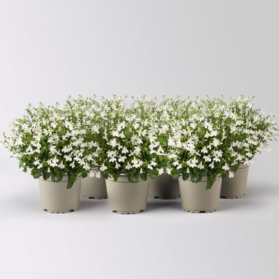 Männertreu hängend, weiß, Topf-Ø 12 cm, 6 Pflanzen