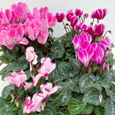 Alpenveilchen 'Outland', Farben zufällig, Topf-Ø 10,5/11 cm, 6 Pflanzen